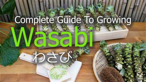 How To Grow Wasabi | Seeds | Seedlings | Harvest | Propagate - YouTube