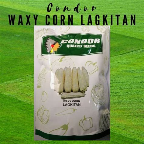 CONDOR WAXY CORN SEEDS LAGKITAN KG OP Lazada PH