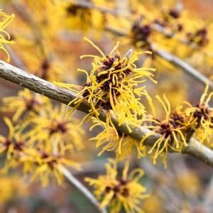 Zaubernuss Pallida Hamamelis X Intermedia Pallida