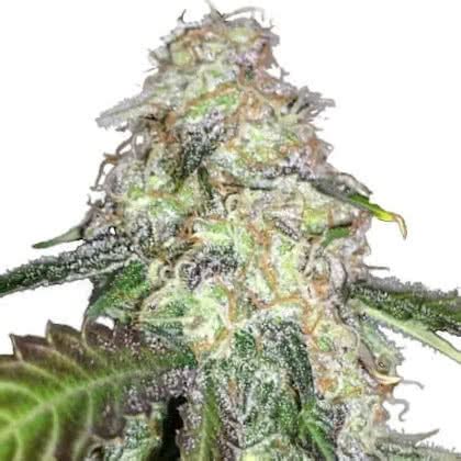 LSD Strain Review - Leaf Expert