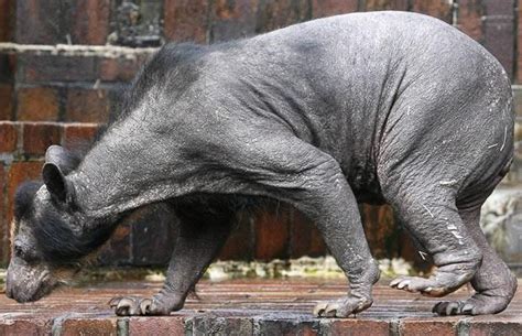 Bear Species Bear Without Fur Shaved Bear