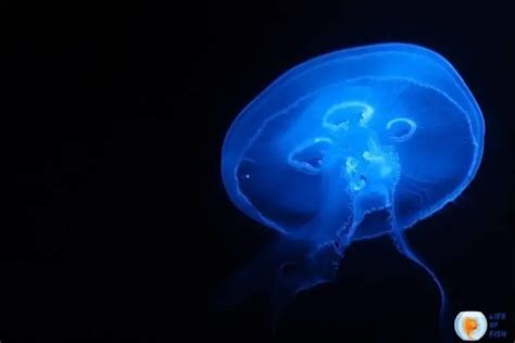 Bioluminescent Jellyfish | 7 Illuminating Facts You Must Know