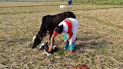 Rongali Bihu Celebrations Kick Off In Assam With Goru Bihu Complete