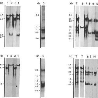 Fig Fia E RNA Gel Blot Hybridization Of The Nad5 Transcripts In