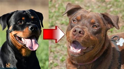 The Rare Red Rottweiler: Everything You Need To Know (Guide)