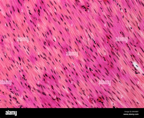 Smooth Muscle Light Micrograph Stock Photo 30585723 Alamy