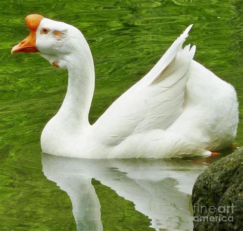 White Chinese Goose Baby