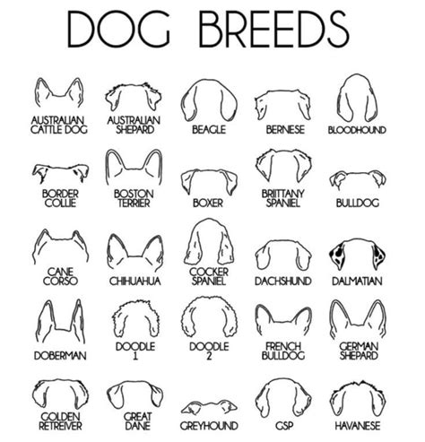 Types Of Dog Ears Dog Memorial Tattoos Dog Tattoos Memorial Tattoos