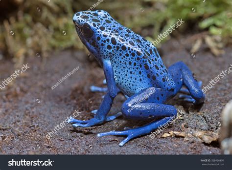 Blue Poison Dart Frog Dendrobates Tinctorius Azureus Stock Photo