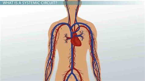 Carry Oxygenated Blood Except of the veins carry deoxygenated blood to ...