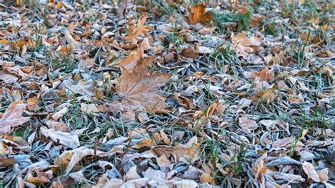 Fundo De Folhas Congeladas Primeira Geada No Parque Da Cidade Foto