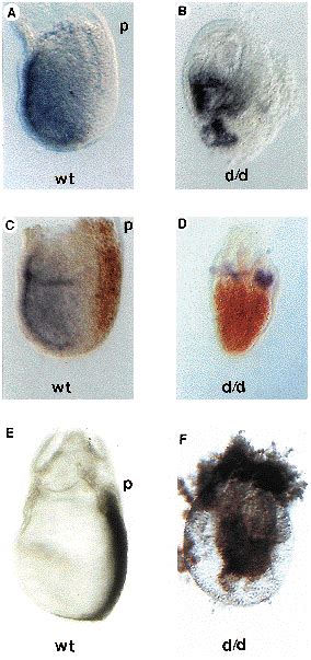 Expression Of Sox Mrna And T Protein In Wild Type Wt And D