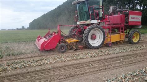 Zaaiuien Rooien En Laden Haartsen Dekker Agro