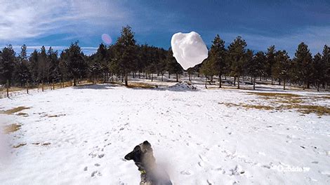 Funny-dog-catch-the-ball GIFs - Get the best GIF on GIPHY