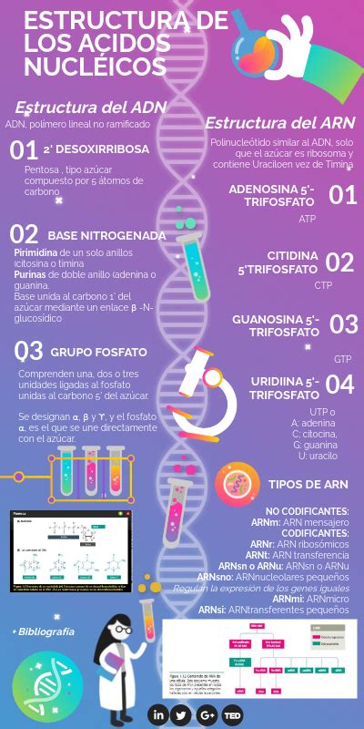 ESTRUCTURA DE LOS ÁCIDOS NUCLÉICOS