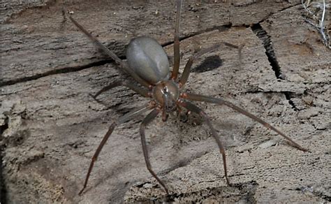 Where Do Brown Recluse Spiders Live Worldatlas