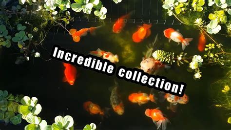 Amazing Fancy Goldfish Pond Overview Must Watch Youtube