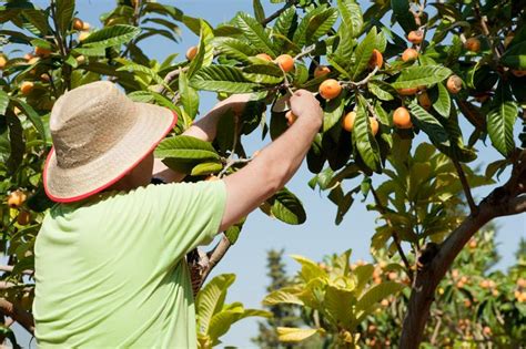 C Mo Determinar Si Un N Spero Es Macho O Hembra Flores Y Jardines