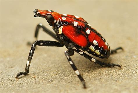 SINOBUG, Lantern Fly (Lycorma delicatula, Fulgoridae),...