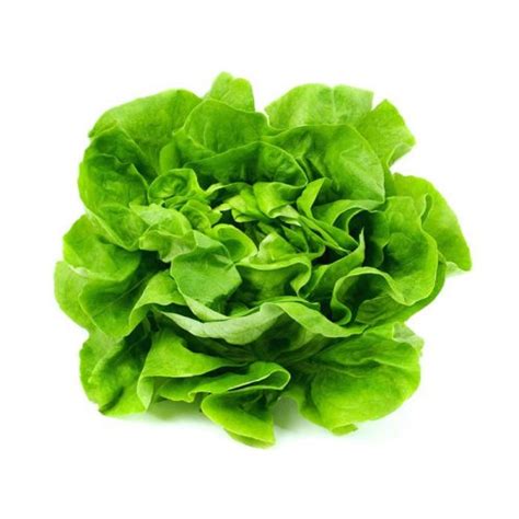 Green Bibb Lettuce (Hydroponic) - Farmstead Foods