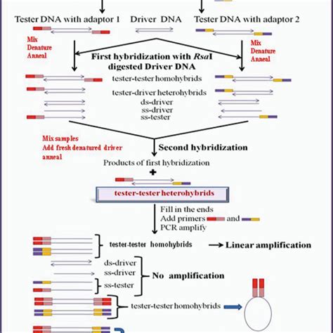 5 Suppression Subtractive Hybridization Download Scientific Diagram