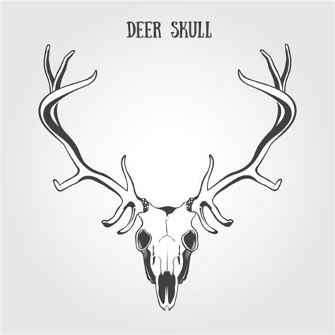 Deer Skull Royalty Free Vector Image Vectorstock