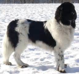 Landseer Dog (Landseer Newfoundland) Info, Temperament, Puppies, Pictures