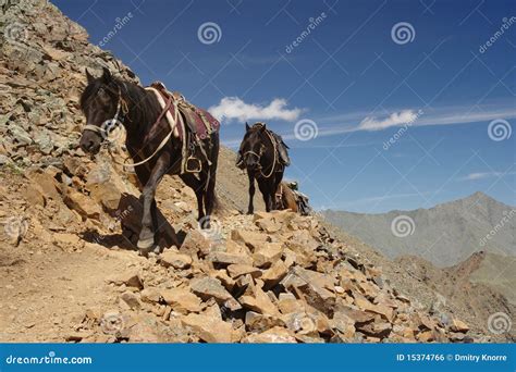 Mountain horse-riding stock photo. Image of outdoors - 15374766