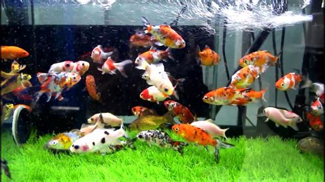 Shubunkin Goldfish Aquarium Youtube