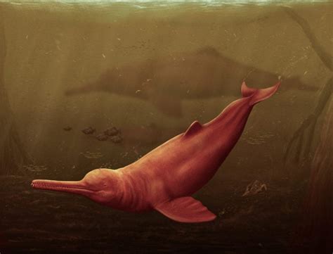 Million Years Old Giant Dolphin Discovered In The Amazon Rainforest