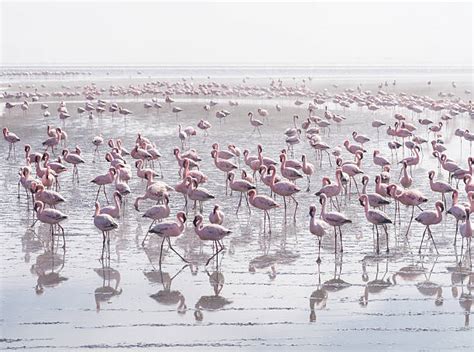 530+ Walvis Bay Lagoon Stock Photos, Pictures & Royalty-Free Images - iStock