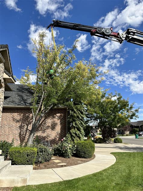 Lost Our Honey Locust Today Need Replacement Tree Recommendation Rlandscaping