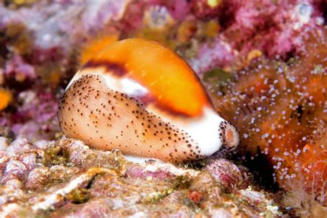 Crustáceos Marinos Características Alimentación Hábitat