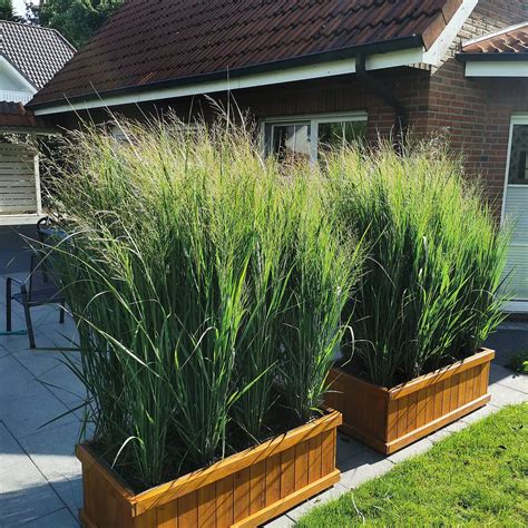 Riesen Rutenhirse Panicum Virgatum Nordwind Northwind Im Liter