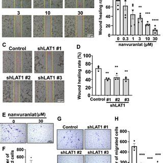 Suppression Of Lung Metastasis By Lat Inhibition Or Knockdown In In