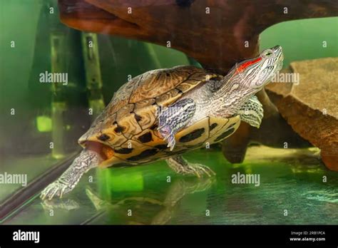 Domestic Red Eared Turtle Trachemys Scripta In Aquarium Pond Slider