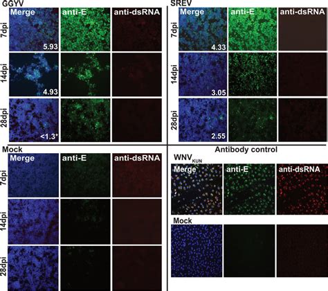 Immunofluorescence Assay Ifa On 100 Acetone Fixed Ise6 Cells