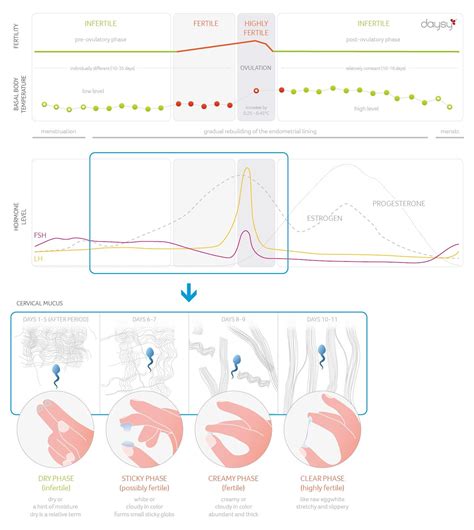 Cervical mucus: a sign of fertility Cervical Mucus Chart, Cervical Mucus Method, Mucus Color ...