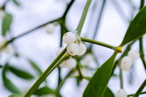 The European Mistletoe Growing On A Apple Tree Stock Image Image Of