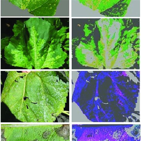 (PDF) Sunflower leaf diseases detection using image segmentation based ...