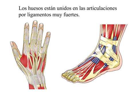 Patedu Fracturas Y Torceduras Y Sus Opciones De Tratamiento