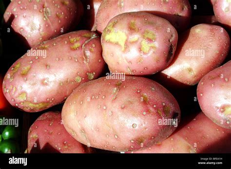 Potatoes Solanum Tuberosum Of A Pink Variety The Tuber Source Of Staple