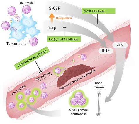 Frontiers IL 1β Blockade Attenuates Thrombosis in a Neutrophil