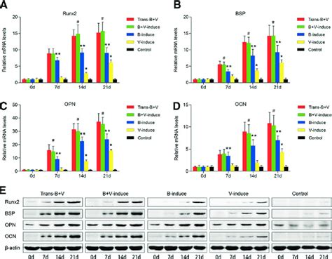 The Expression Of Osteogenic Markers In Nonencapsulated Bmscs Induced Download Scientific