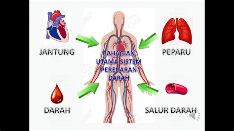 Sains Tahun 5 Sistem Peredaran Darah Manusia Youtube