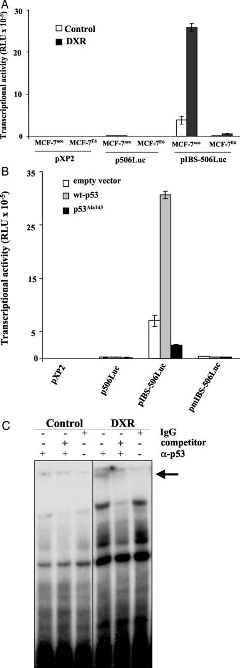 P53 Is Required For The Regulation Of TRAIL R3 Gene Promoter Activation