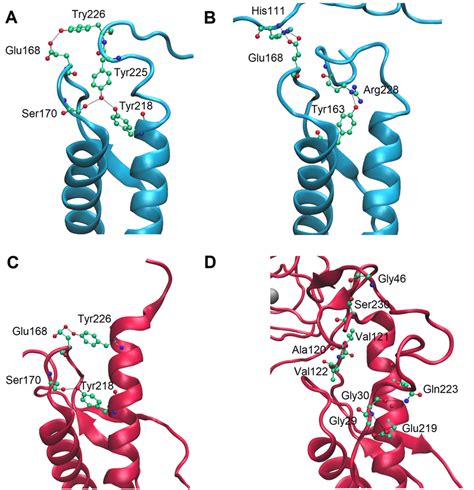 Different Behavior Of α Helix 3 In Apo Blue And Holo Red Prpc The Download Scientific