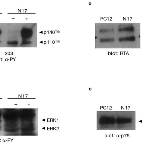 Ngf Stimulation Of Tyrosine Phosphorylation Of Trka Erk1 And Erk2 In