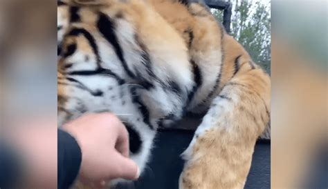 Facebook Viral Cuidador De Felinos Ingresa A Jaula De Tigre Para