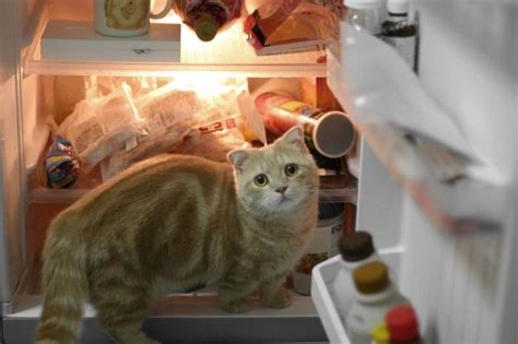 Cats In Refrigerators 30 Pics